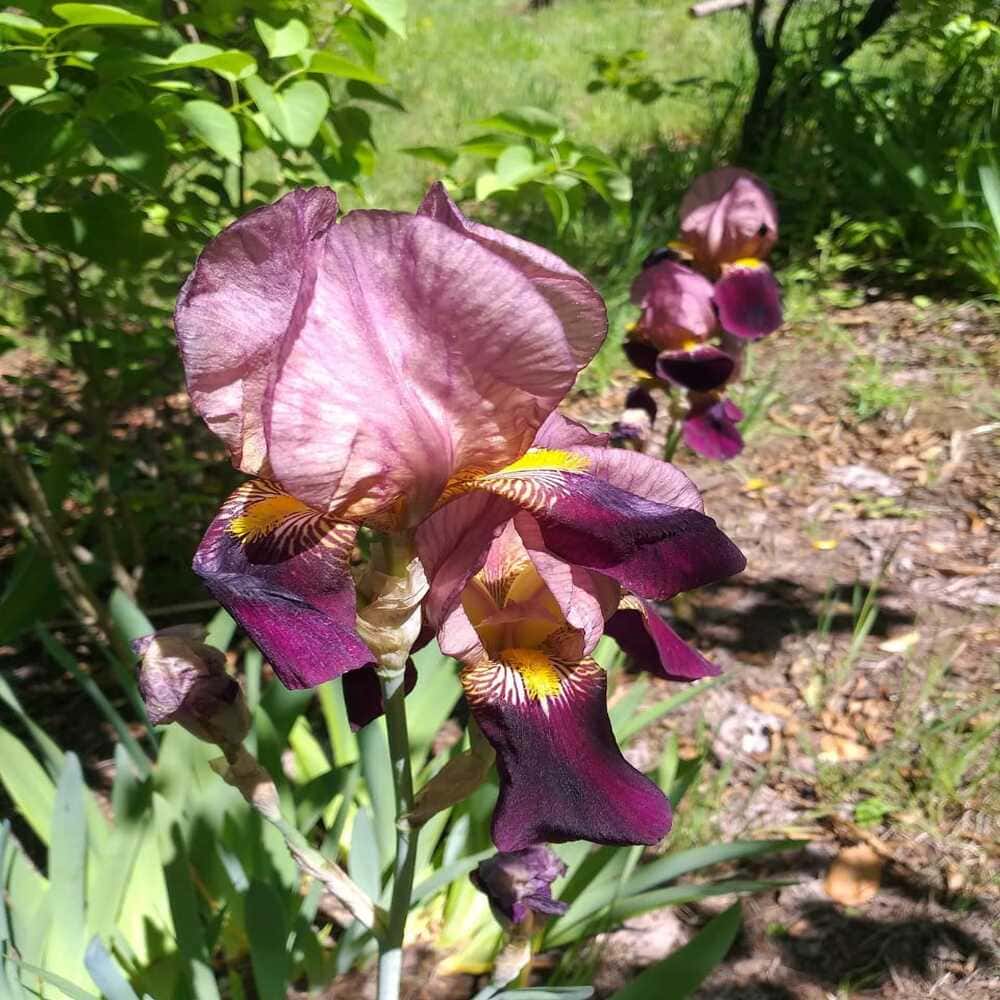 Iris Germánica (lirio burdeo)