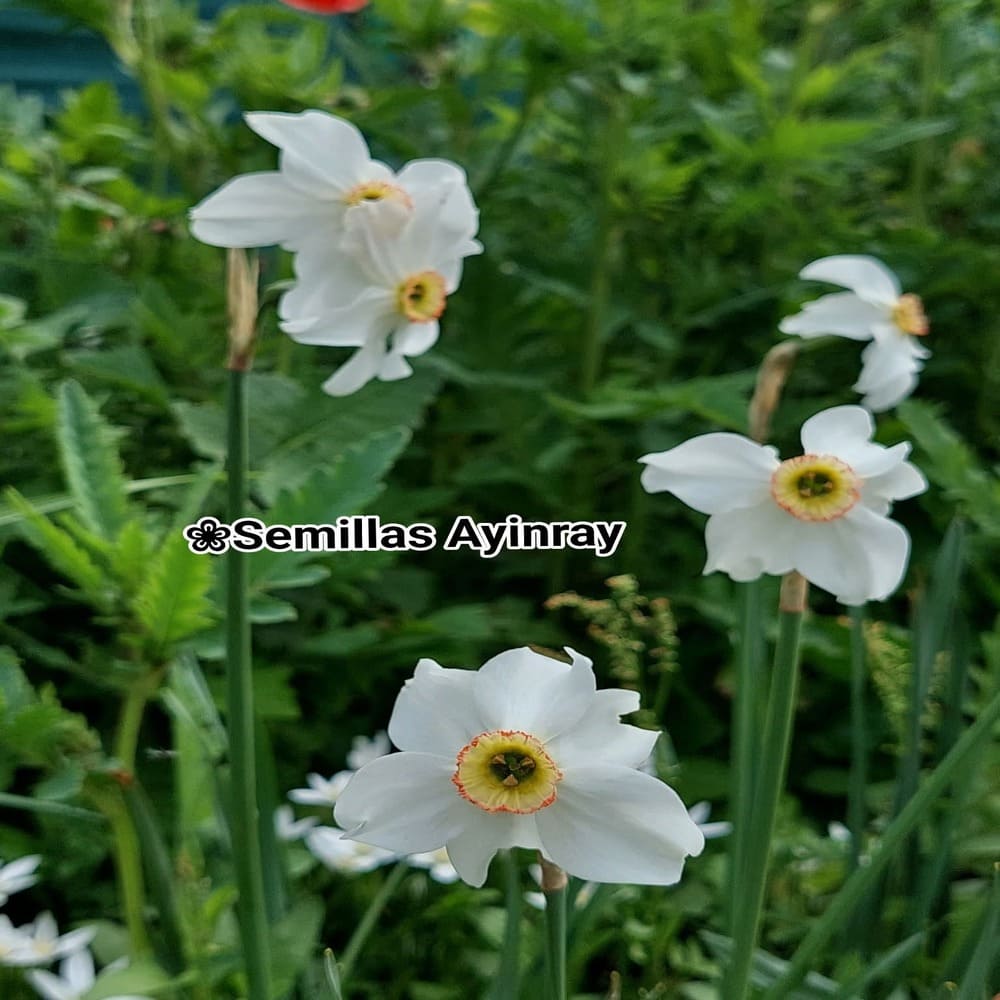 Narcissus Poéticus (estrellas de octubre)