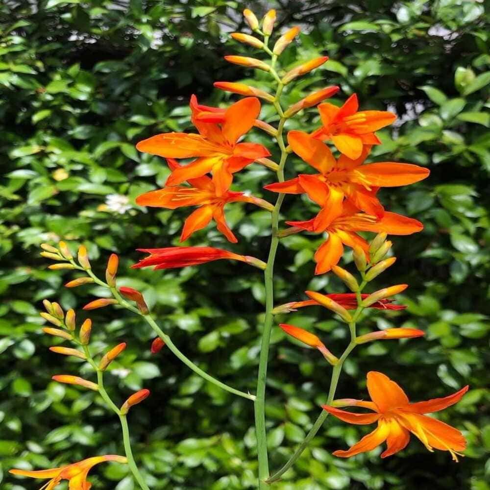Crocosmia