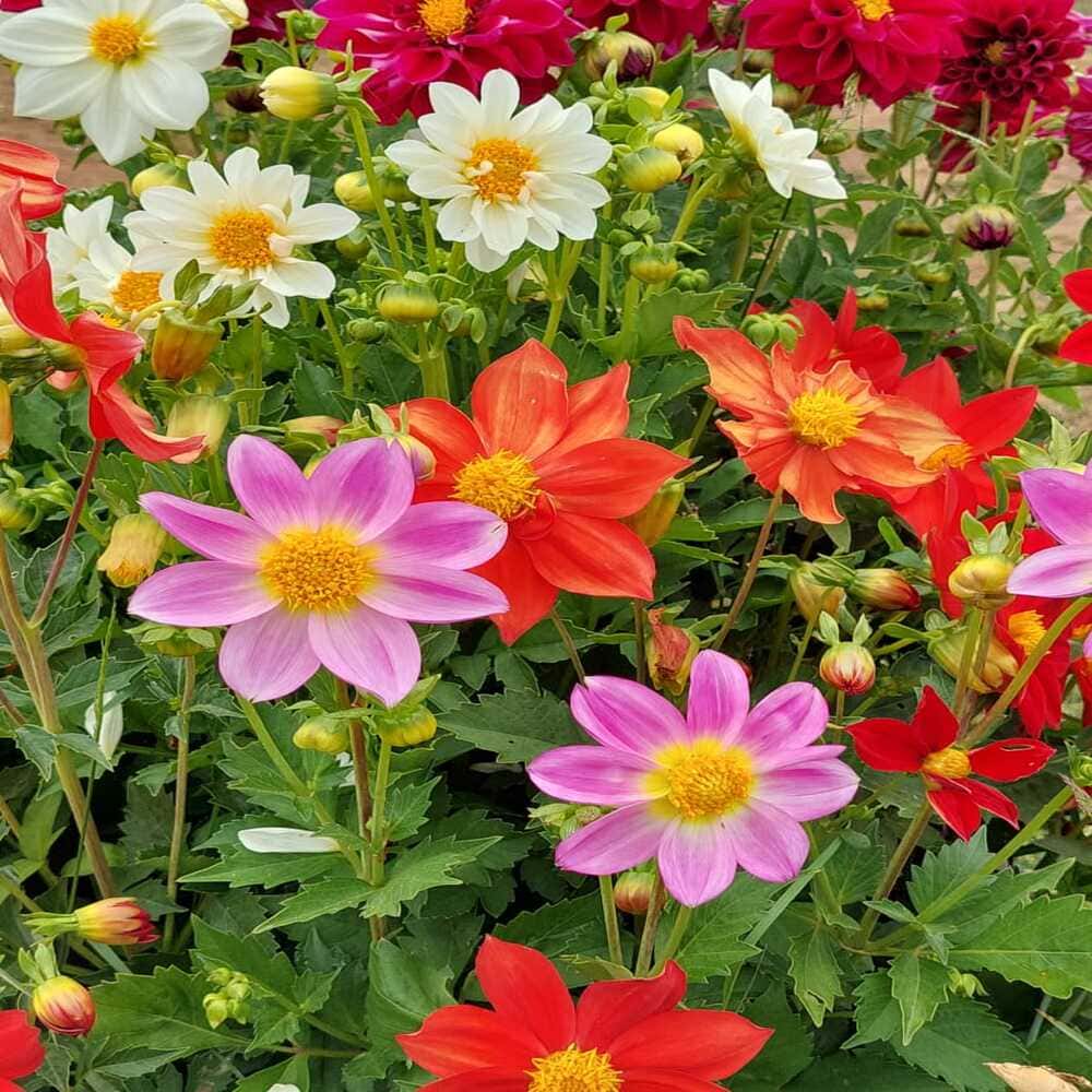 Tubérculos Dalia Enana