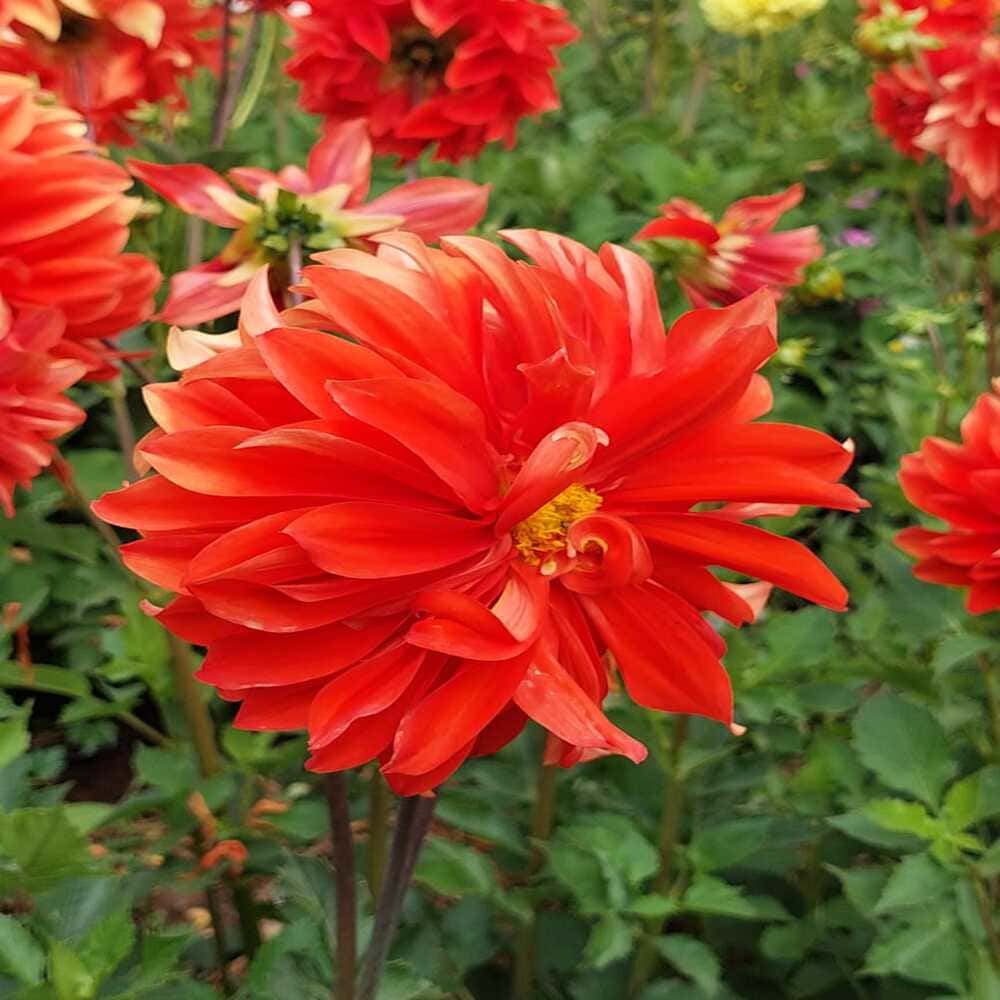 Dalia naranja Fire🔥tubérculo