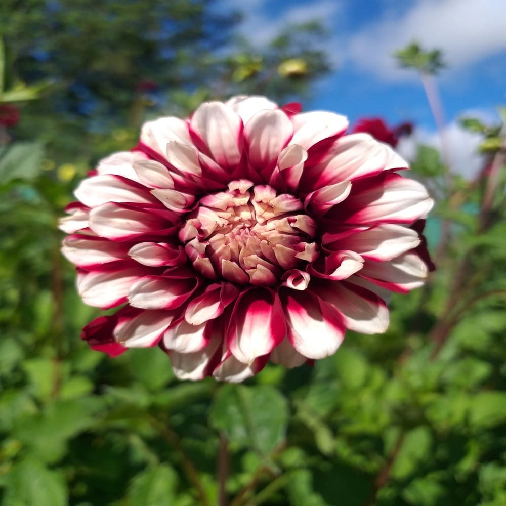 Dalia Bicolor roja/blanco tubérculo