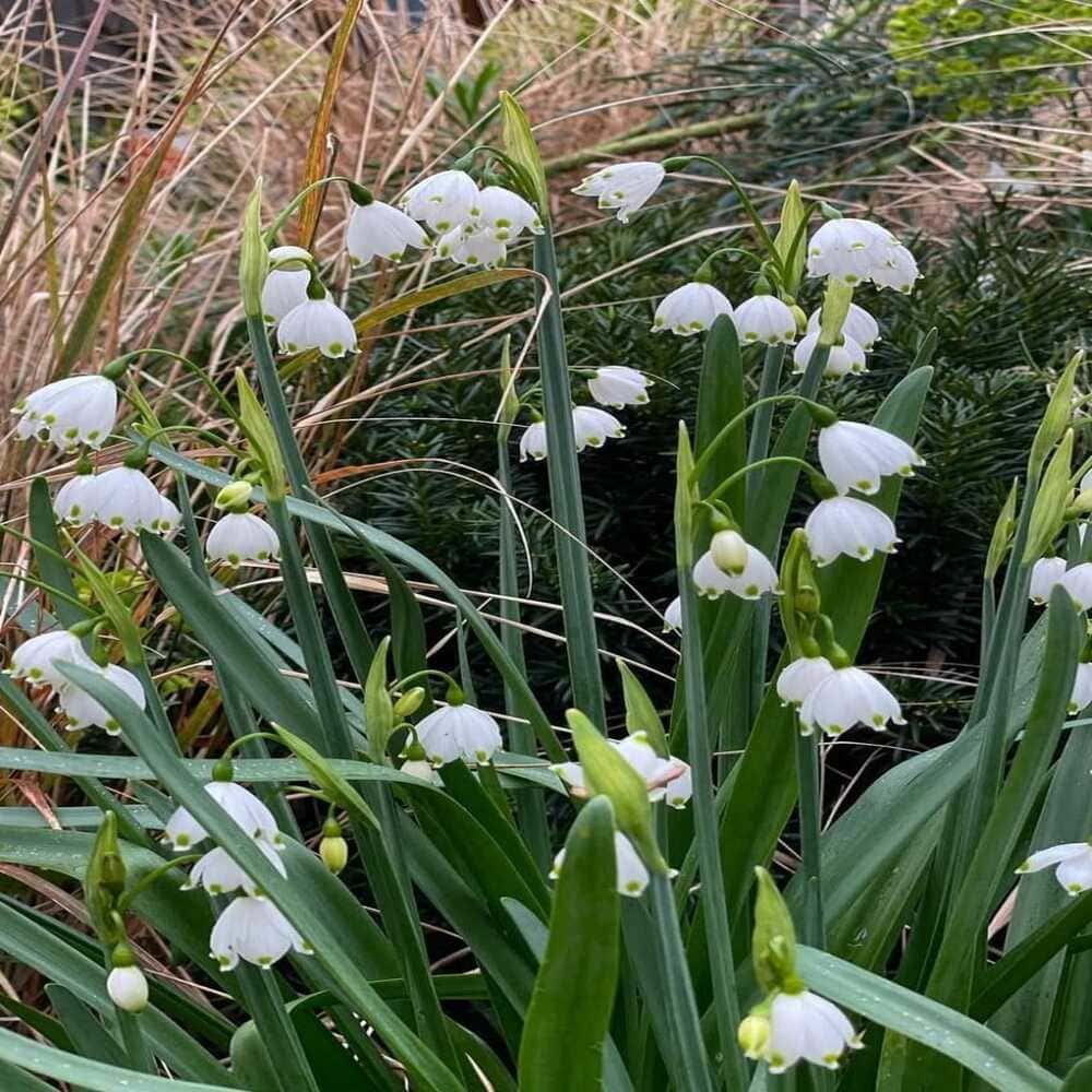 Leucojum aestivum - Lágrimas de la Virgen