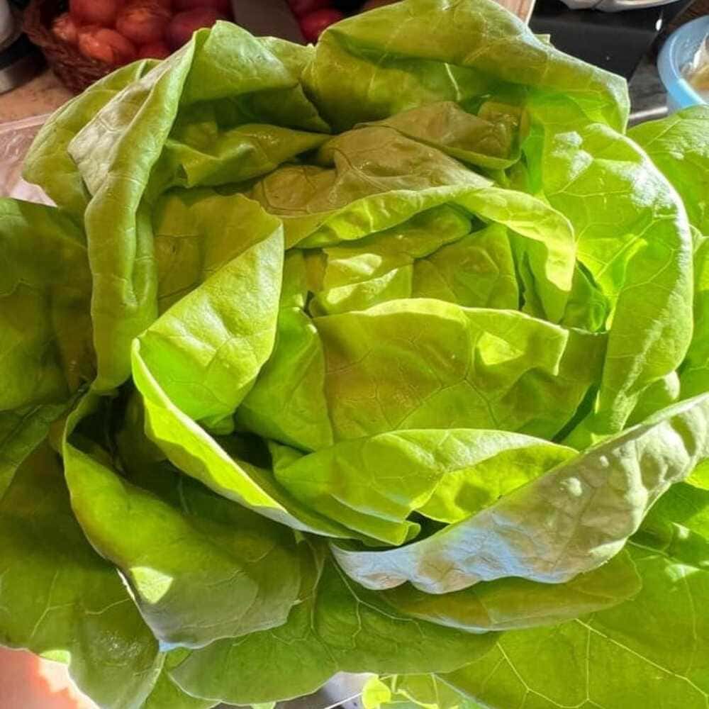 Lechuga Reina de Mayo