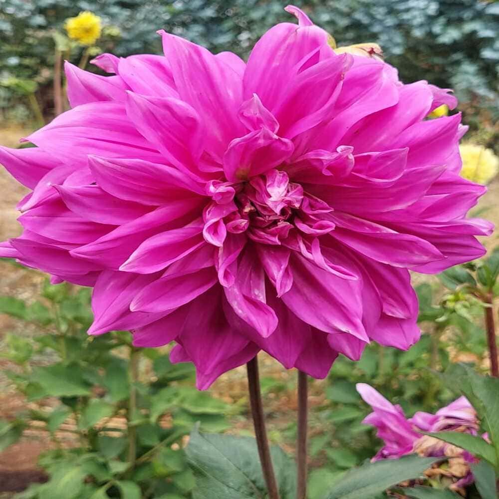 Dalia Gigante Rosada