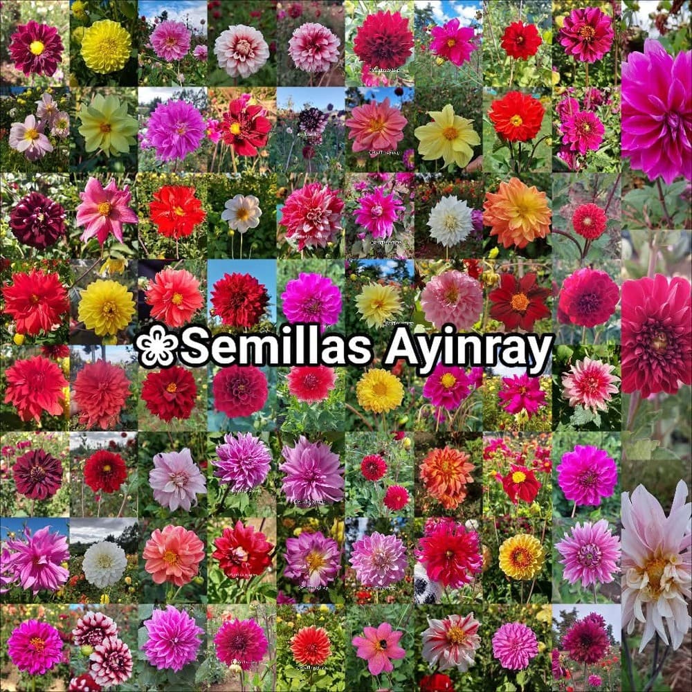 Dalias Tubérculos Surtidos