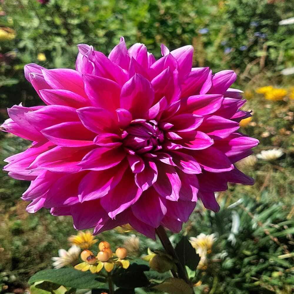 Dalia Gigante Little Giant