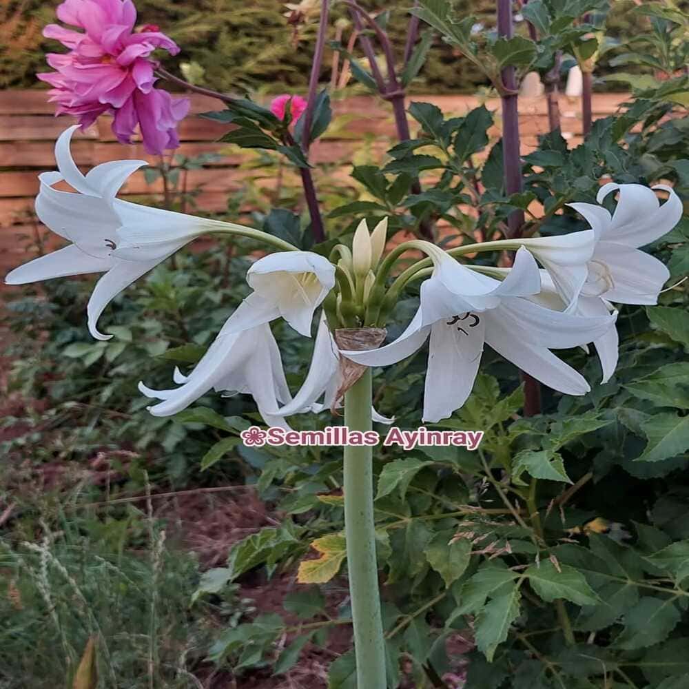 Crinum Blanca