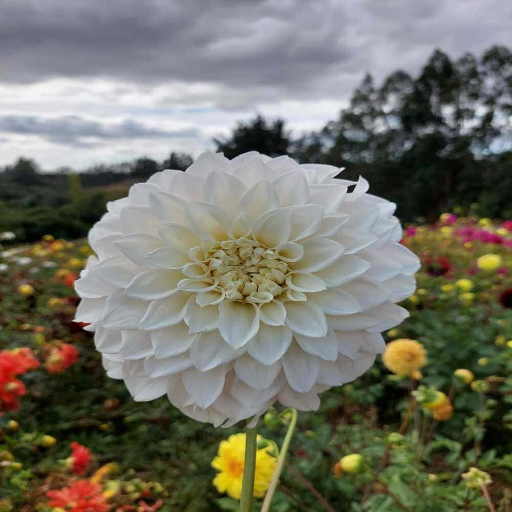 Dalia Blanca Gigante