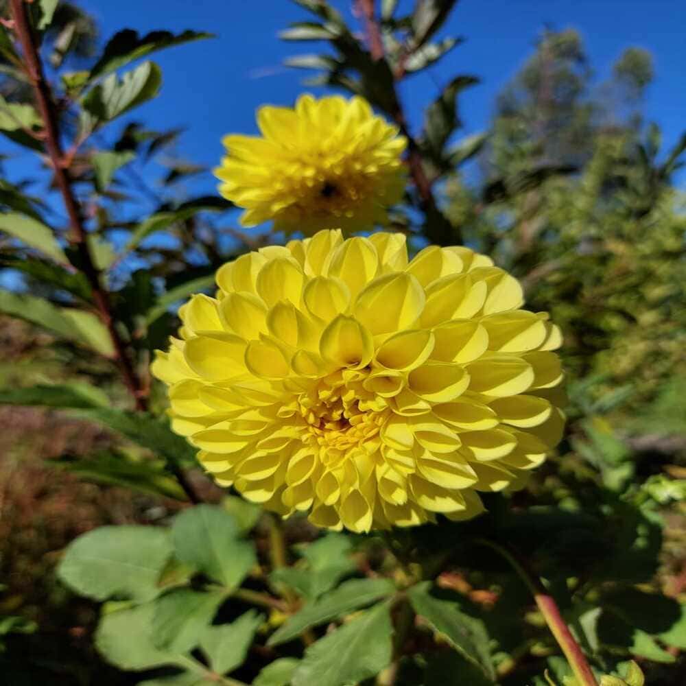 Dalia Pompón Golden