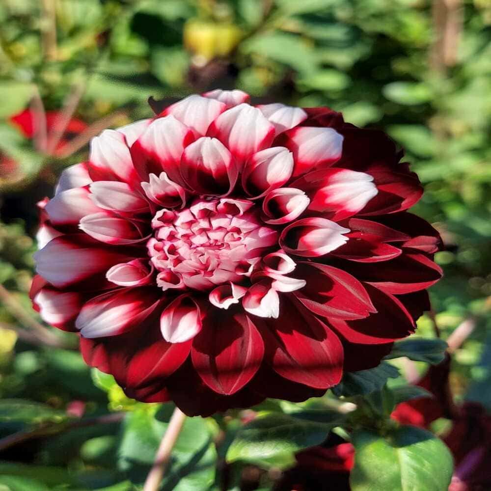 Dalia Bicolor Arabian Night