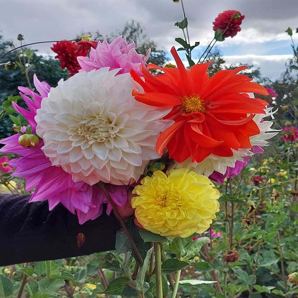 Dalias Semillas Surtidas