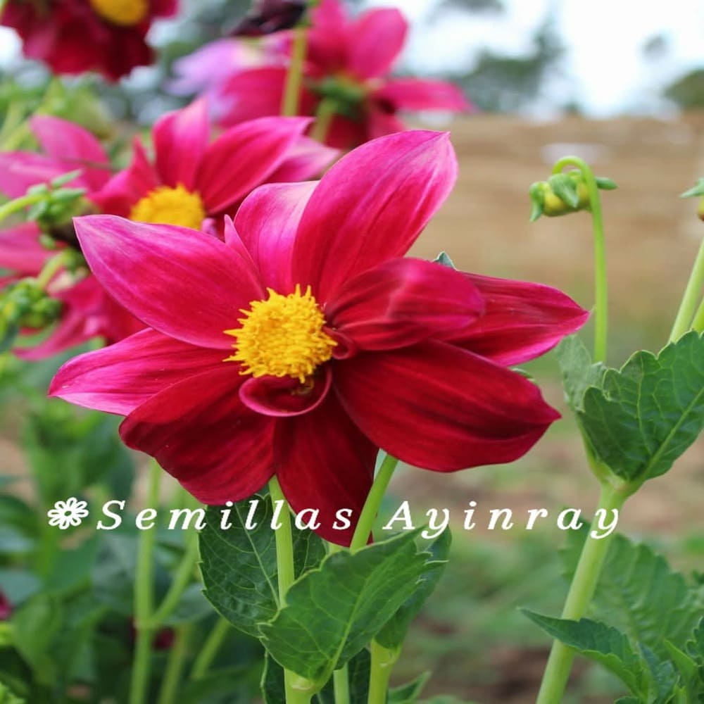 Dalias Decorativas Glory