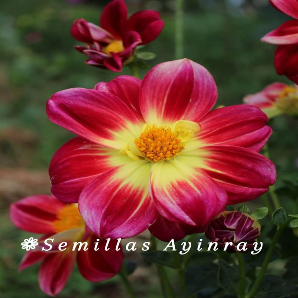 Dalia Enana Bicolor Selección