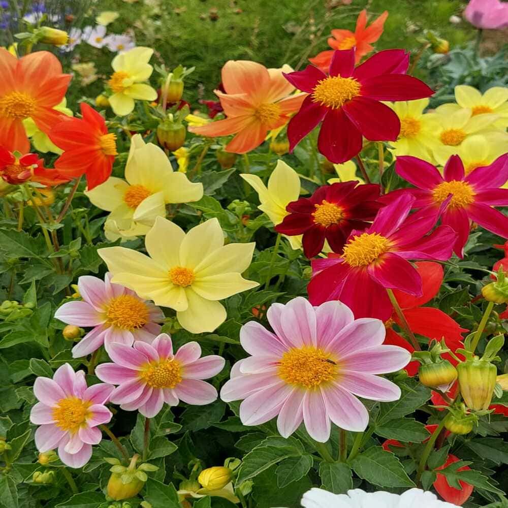 Dalias Enanas Semillas