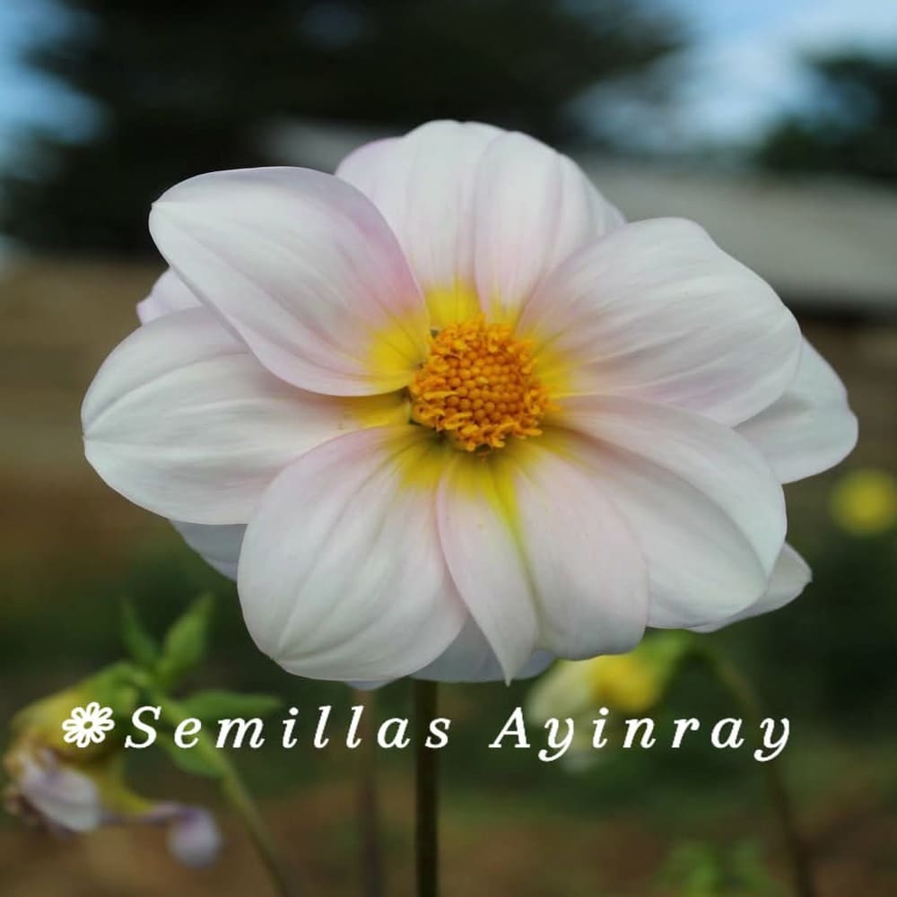 Dalia Decorativa Romantic Blush