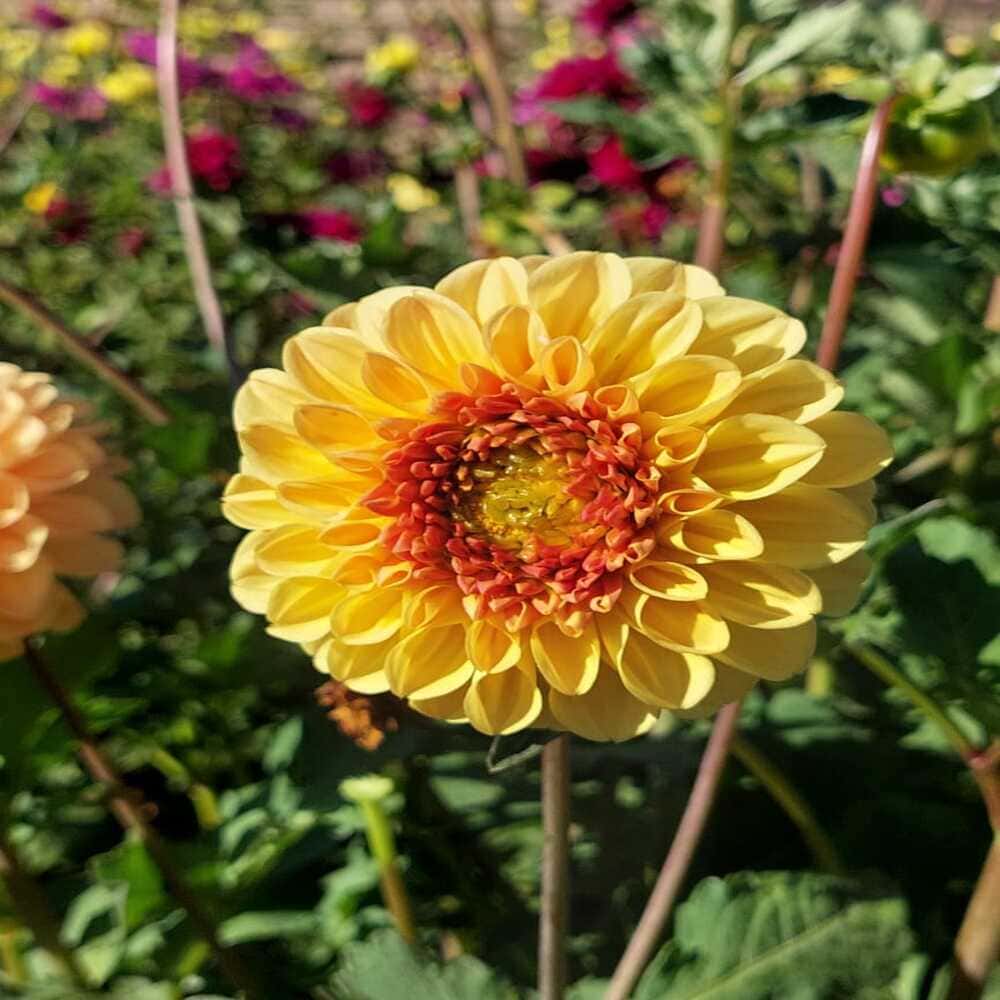 Dalia Naranja Pompón