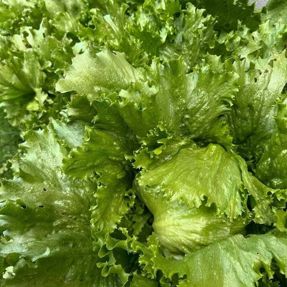 Lechuga Great Lake. Escarola