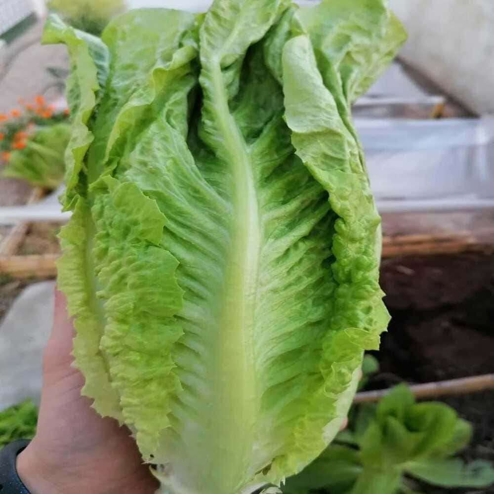 Lechuga Romana