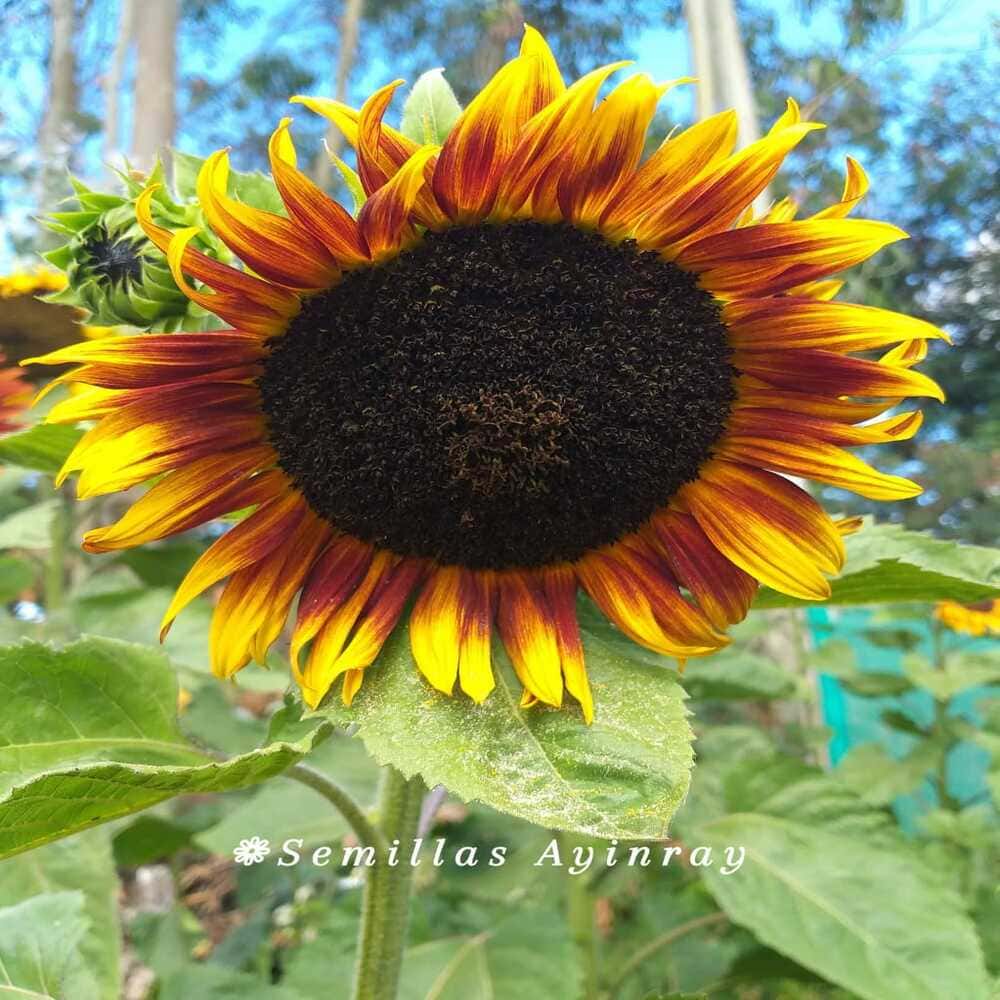Girasol Product Bicolor