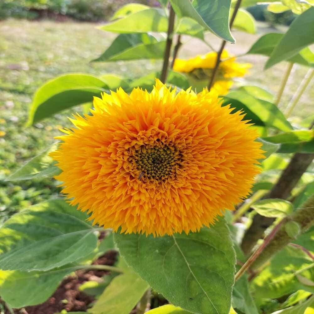 Girasol enano Teddy Bear