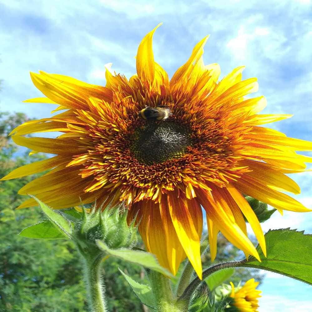 Girasol astra tigger