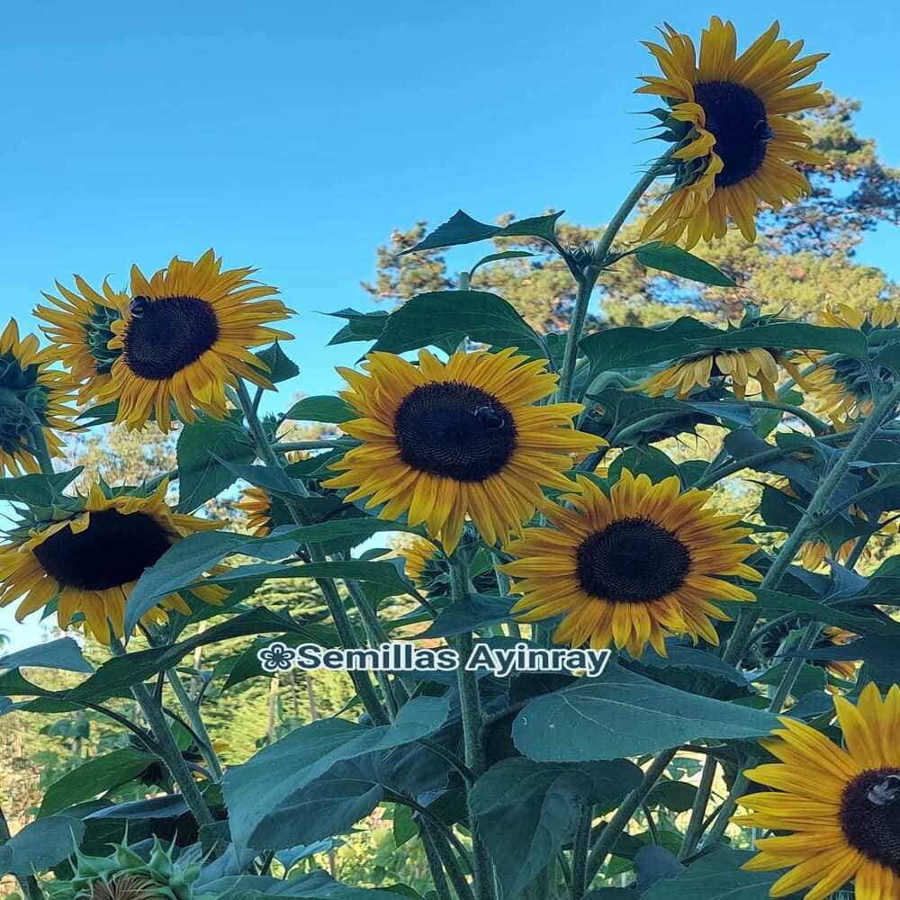 Girasol uniflora (maravilla)