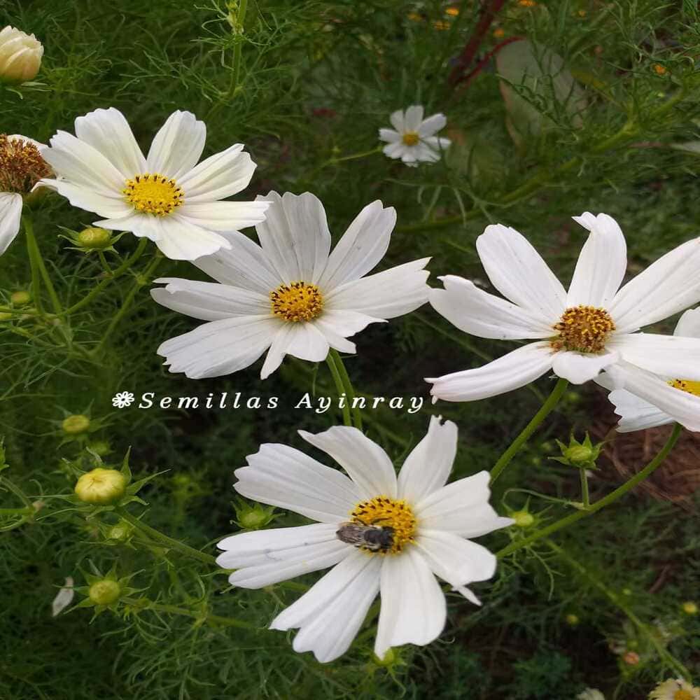 Cosmos Sonata White
