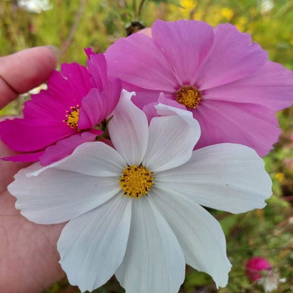 Cosmos bipinnatus sensación