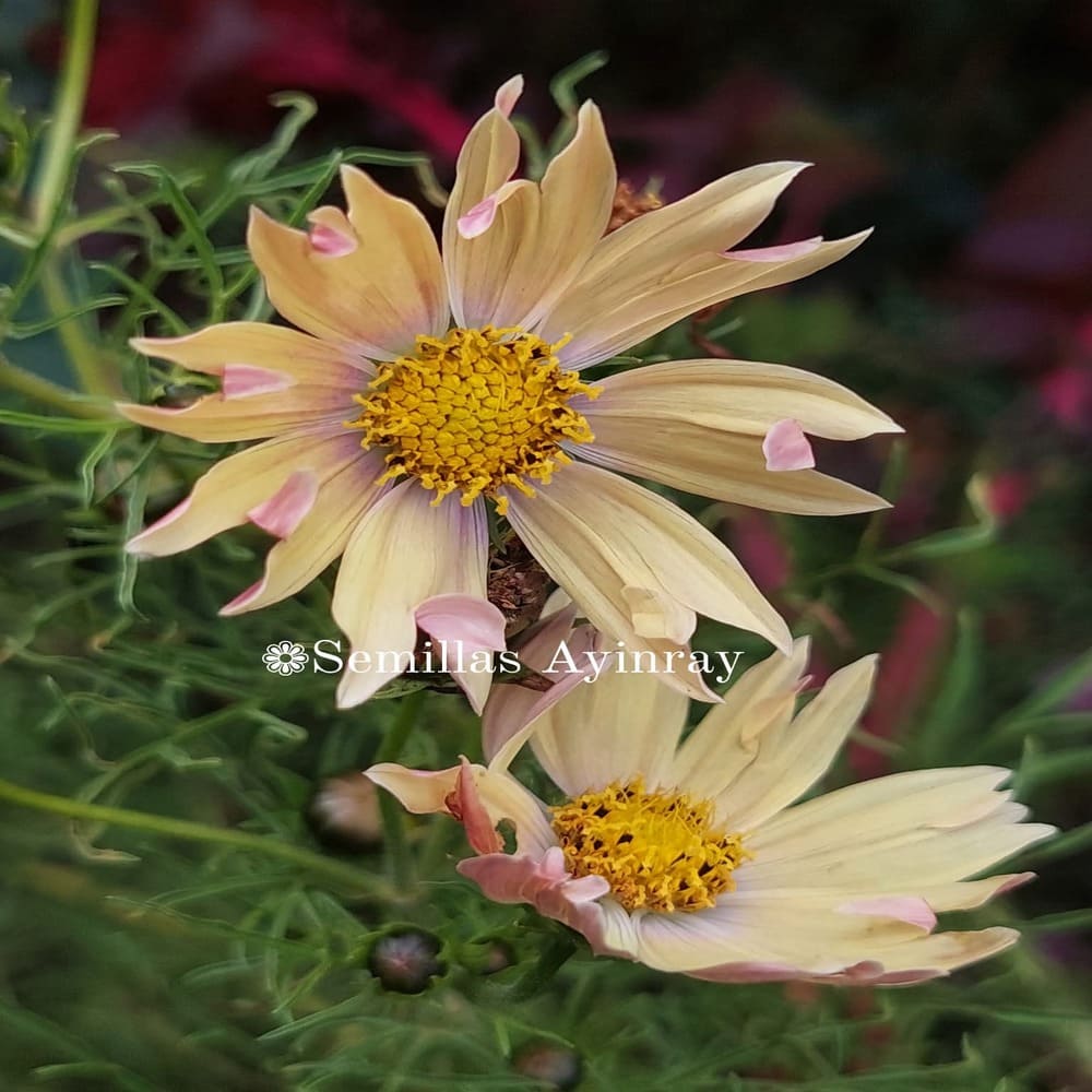 Cosmos Apricot Lemonade