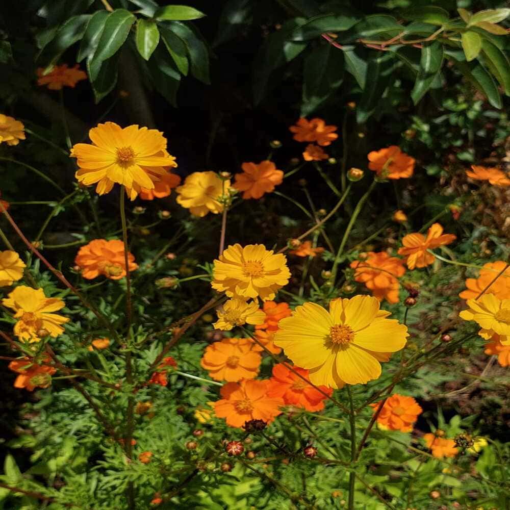 Cosmos Sulphureus
