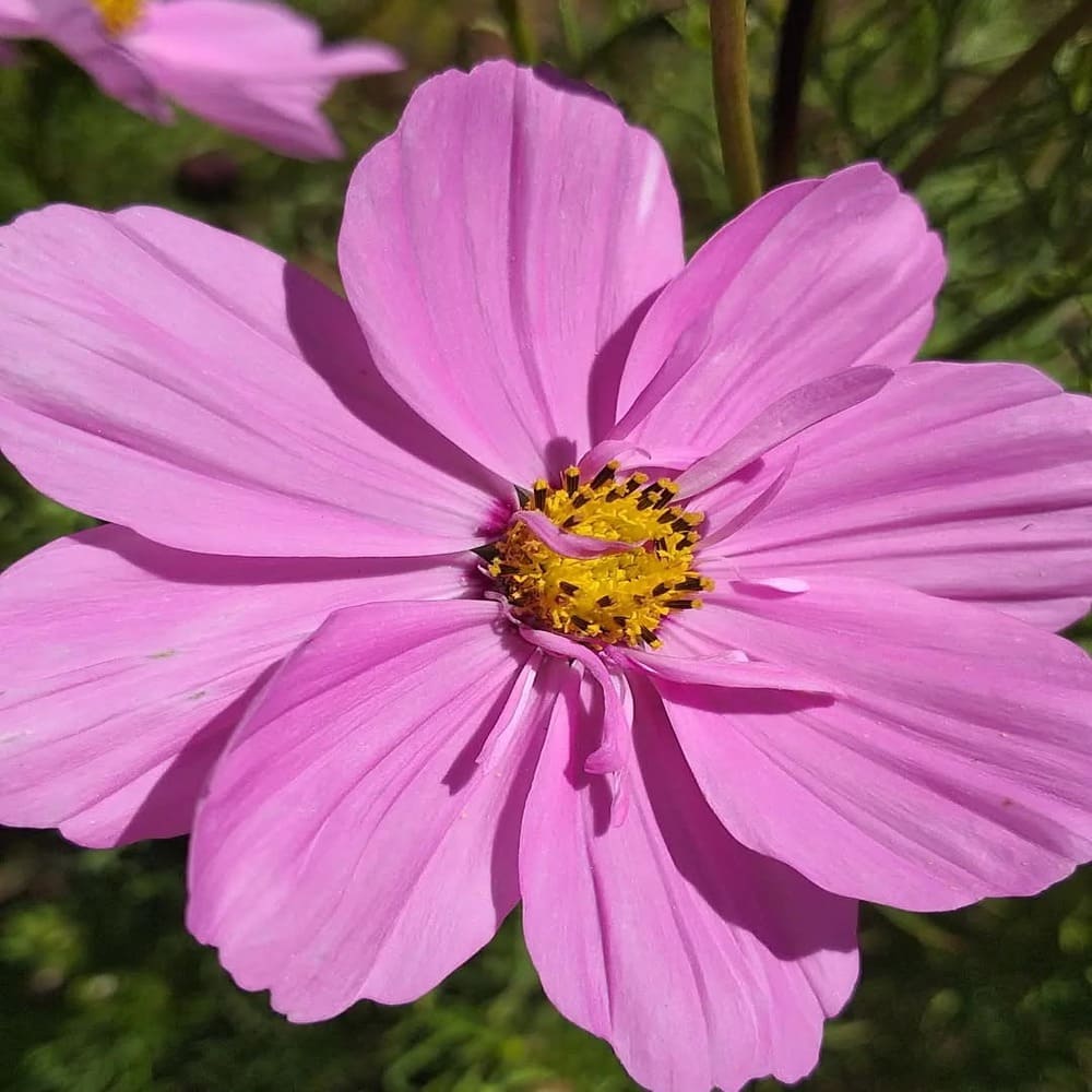 Cosmos Apolo Pink