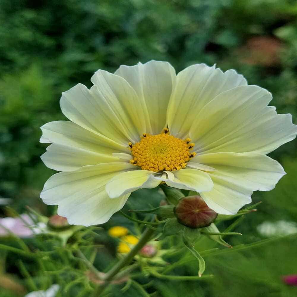 Cosmos Xanthos