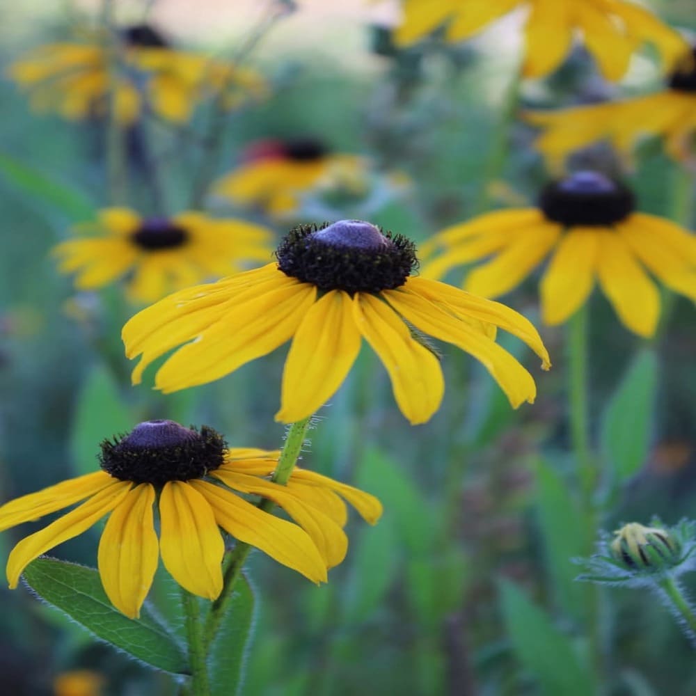 Rudbeckia Amarilla