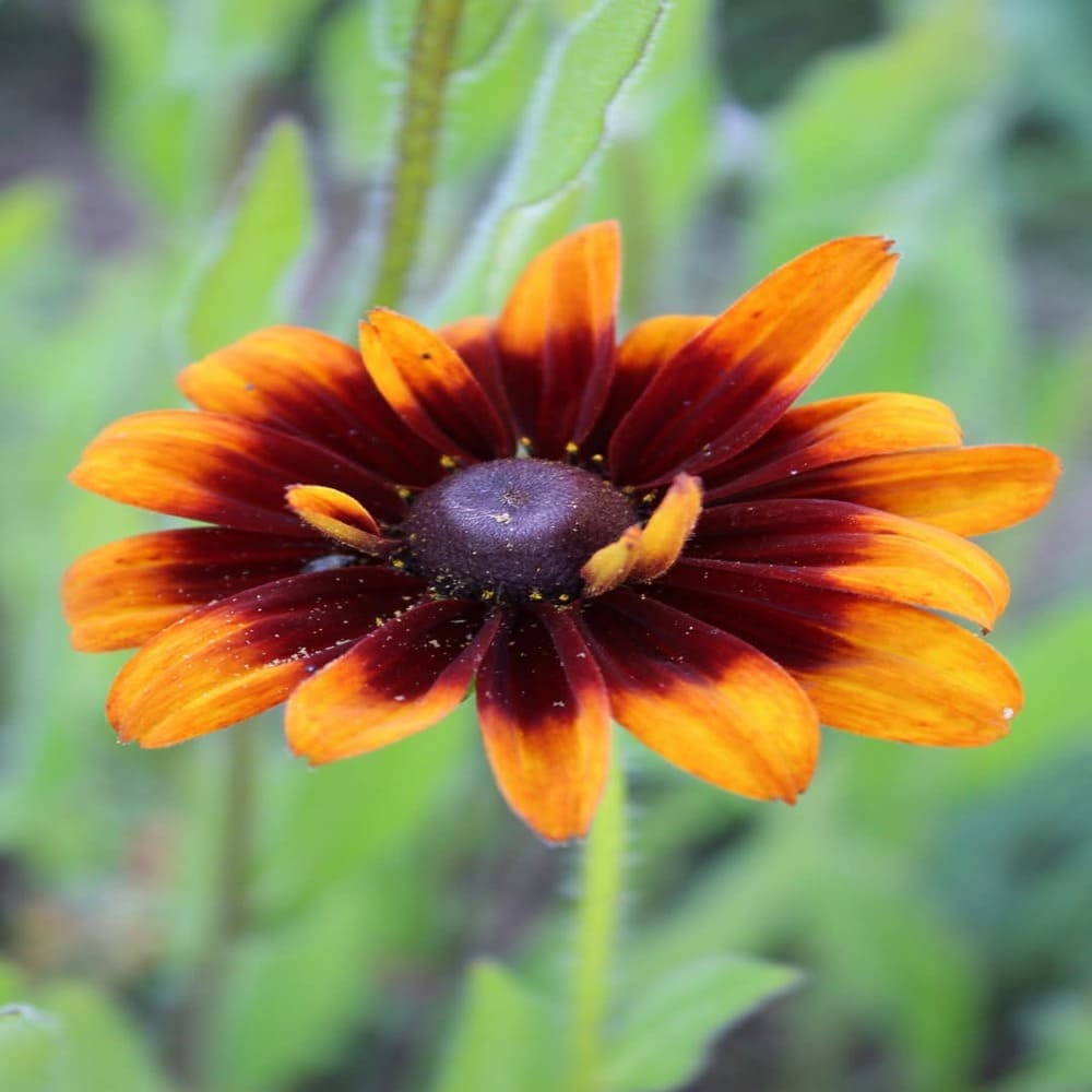 Rudbeckia Chocolatte Orange