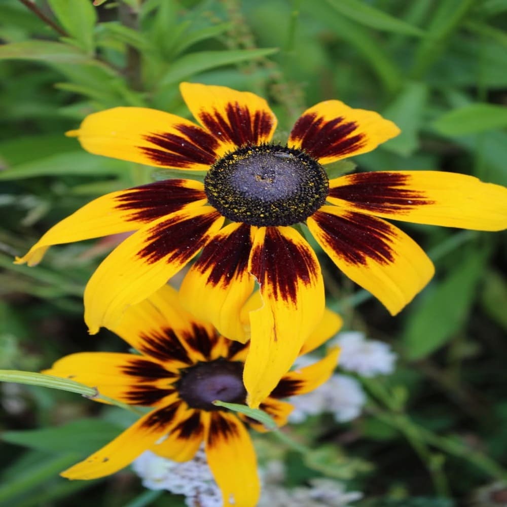 Rudbeckia Daisy Black
