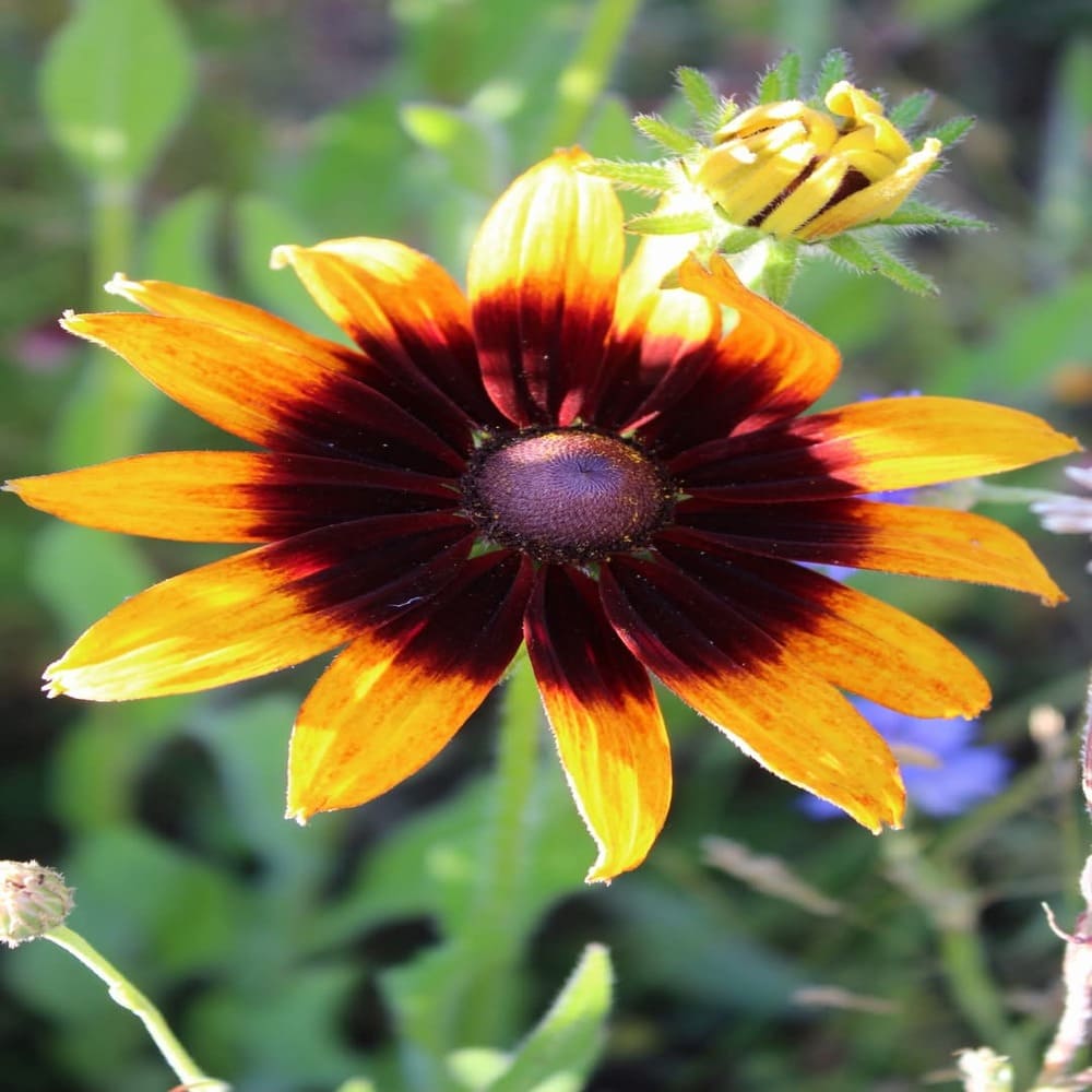 Rudbeckia Bicolor