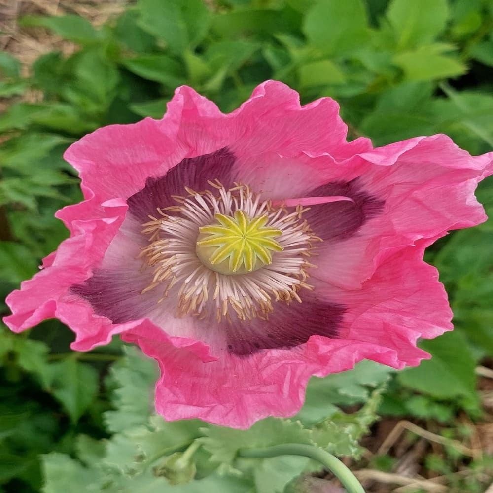 Amapola Rosada Papaver Somniferum
