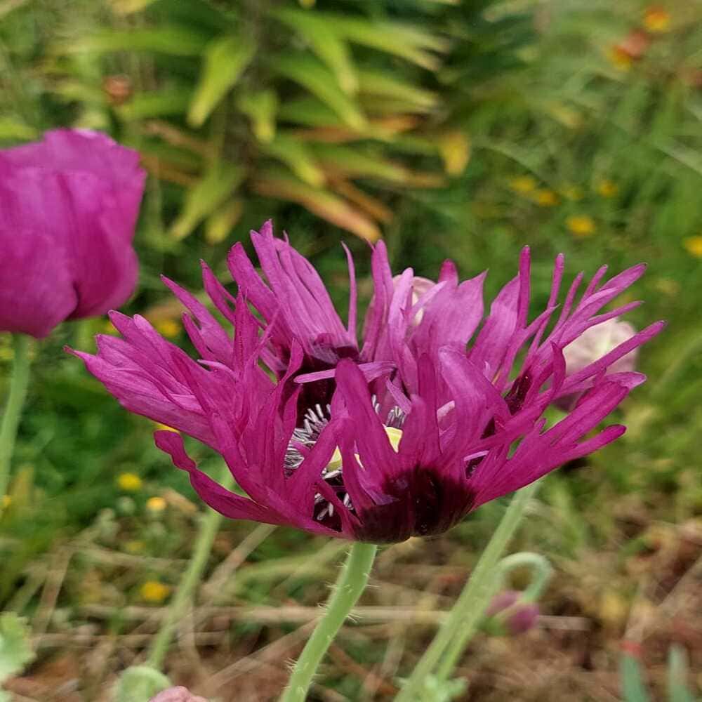Amapolas Moradas Papaver Somniferum