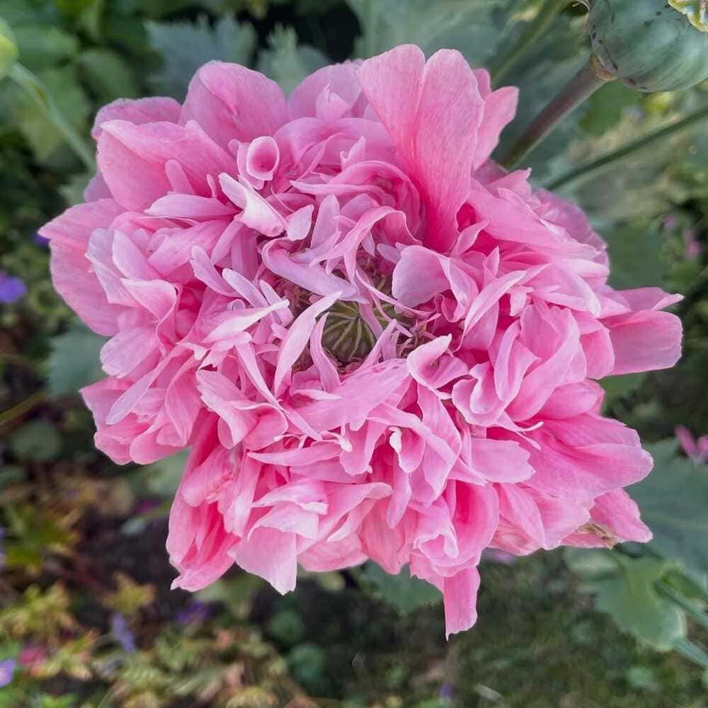 Amapola Doble Rosada