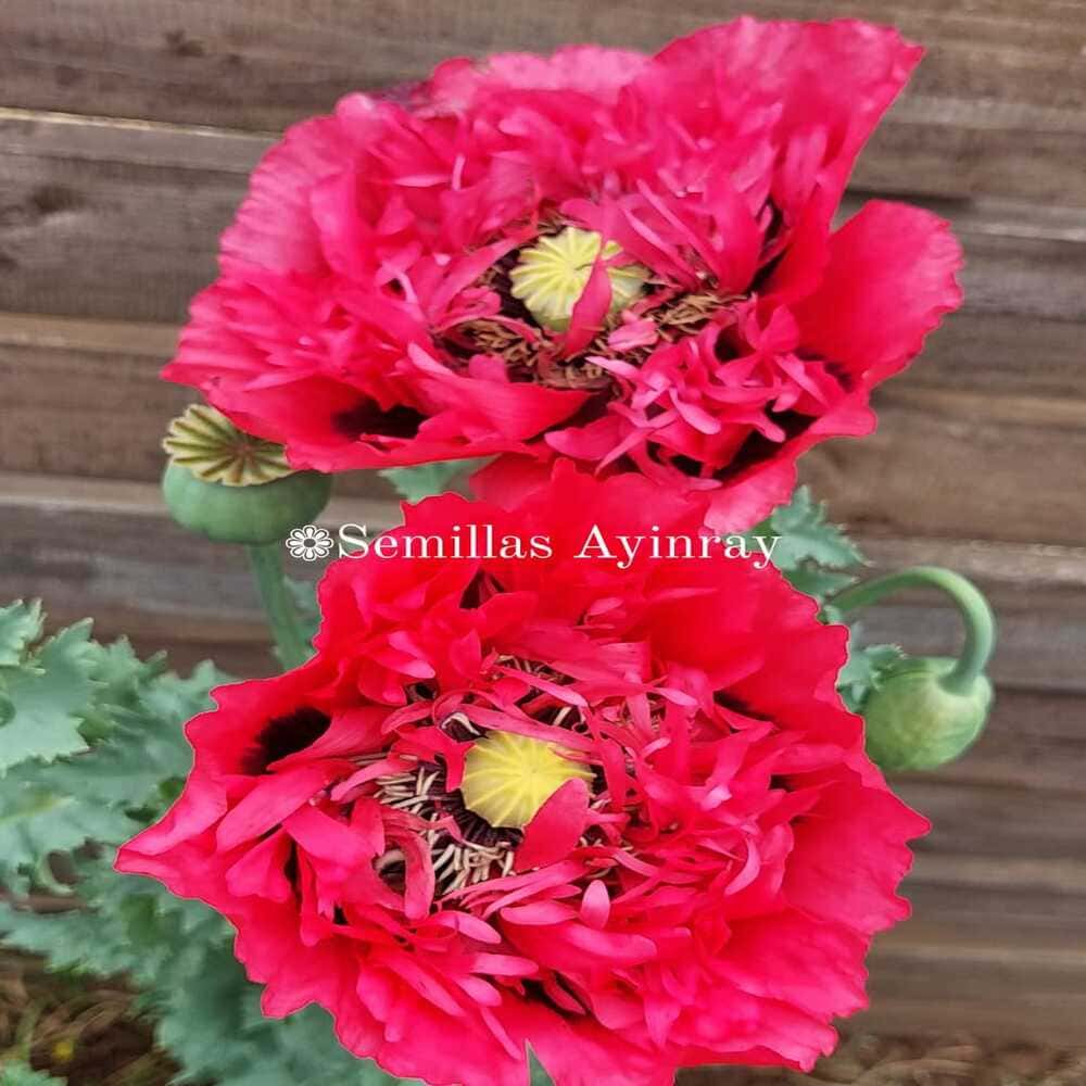 Amapola Roja Doble Papaver Somniferum