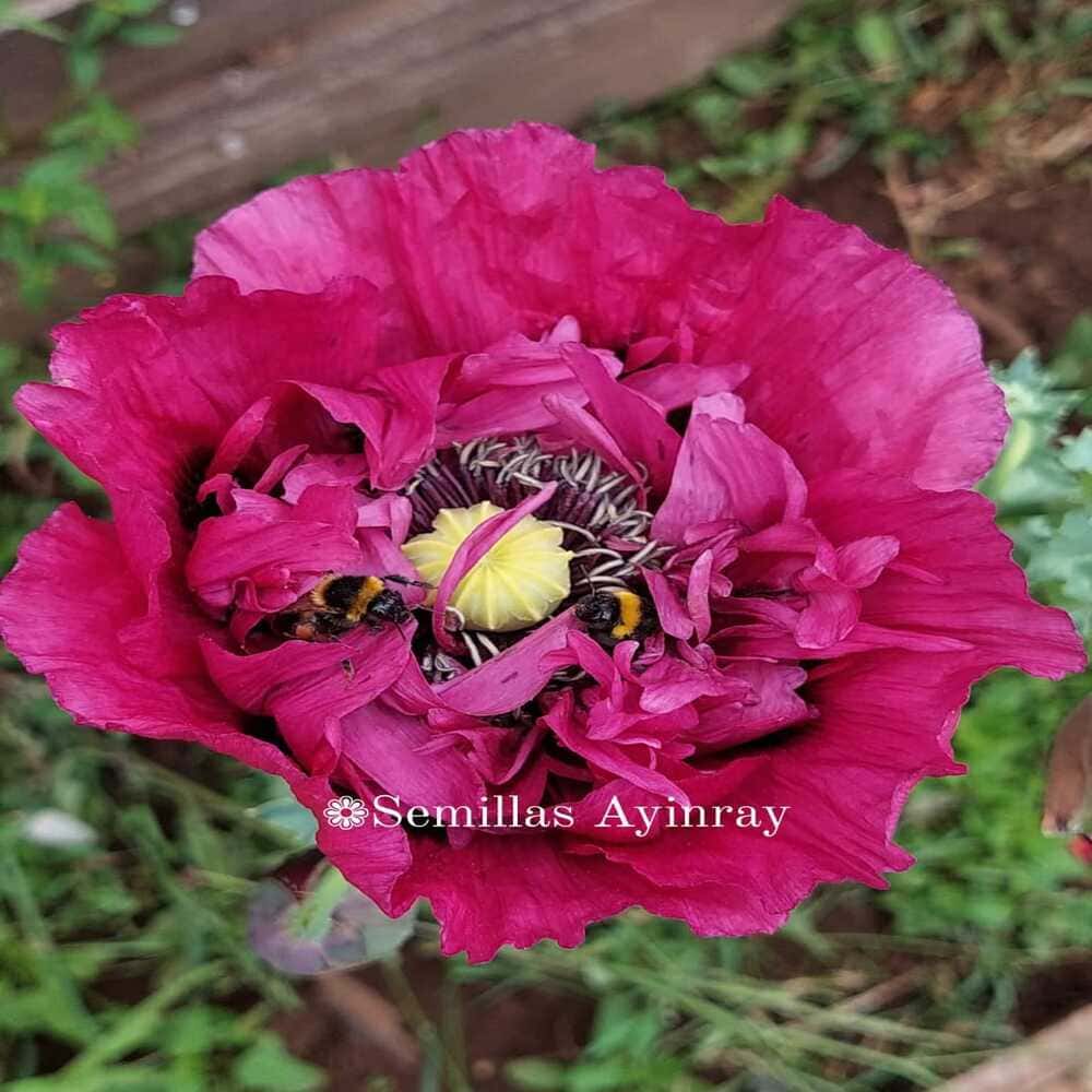 Amapola Morada Doble Papaver Somniferum
