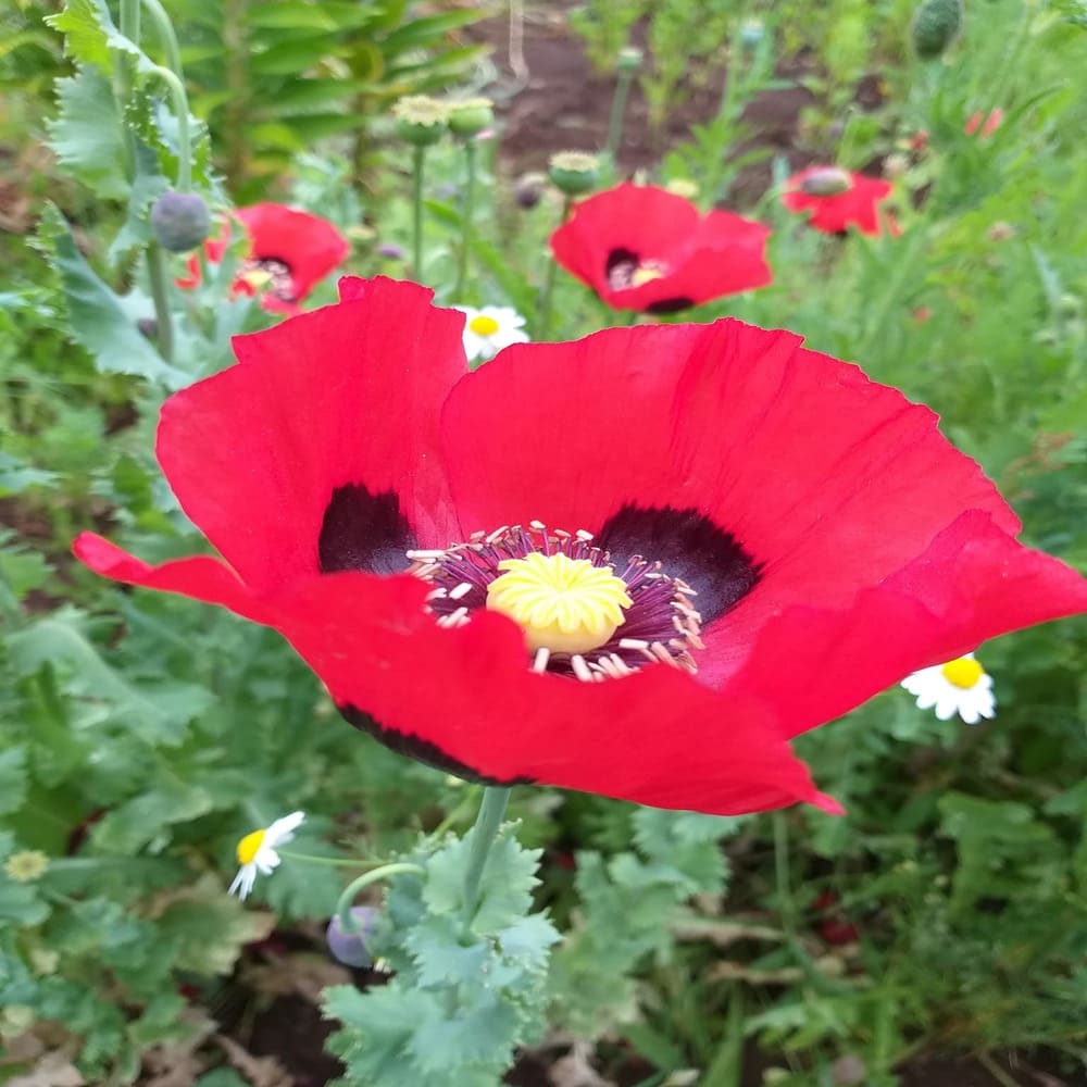 Amapola Roja Papaver Somniferum