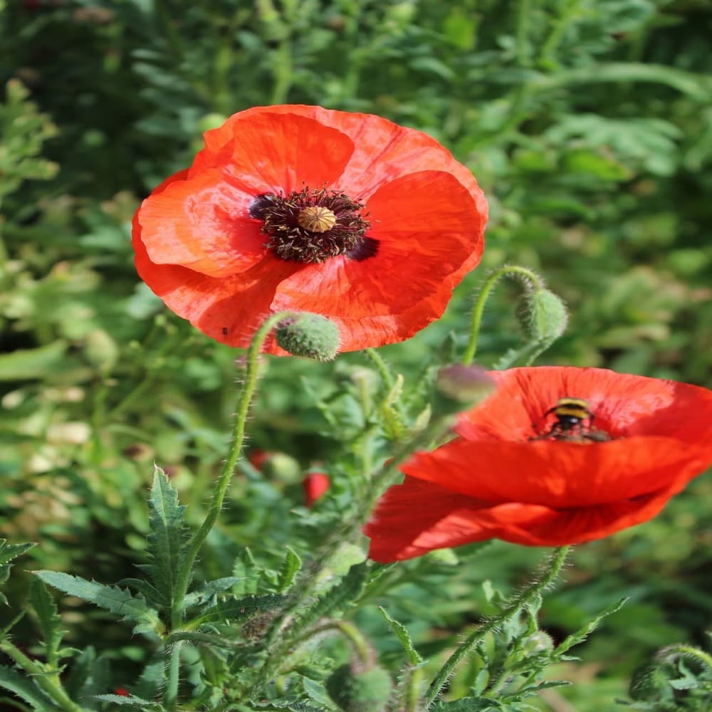 Amapola Surtida Papaver Rhoeas