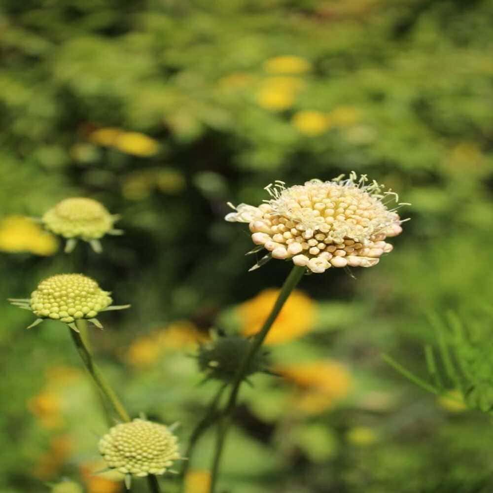 Scabiosa Buttercream