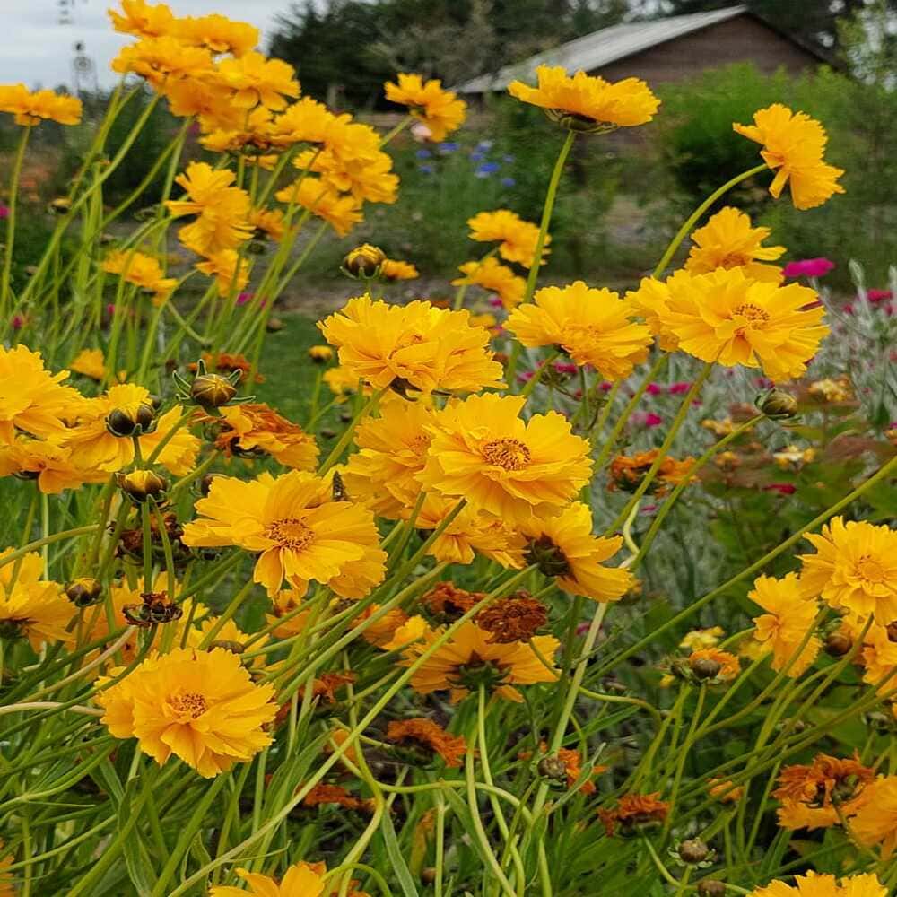 Coreopsis