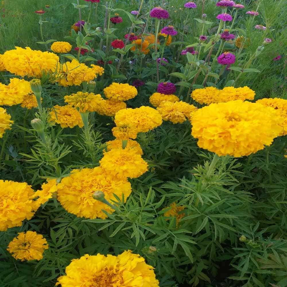 Tagete Doble Erecta