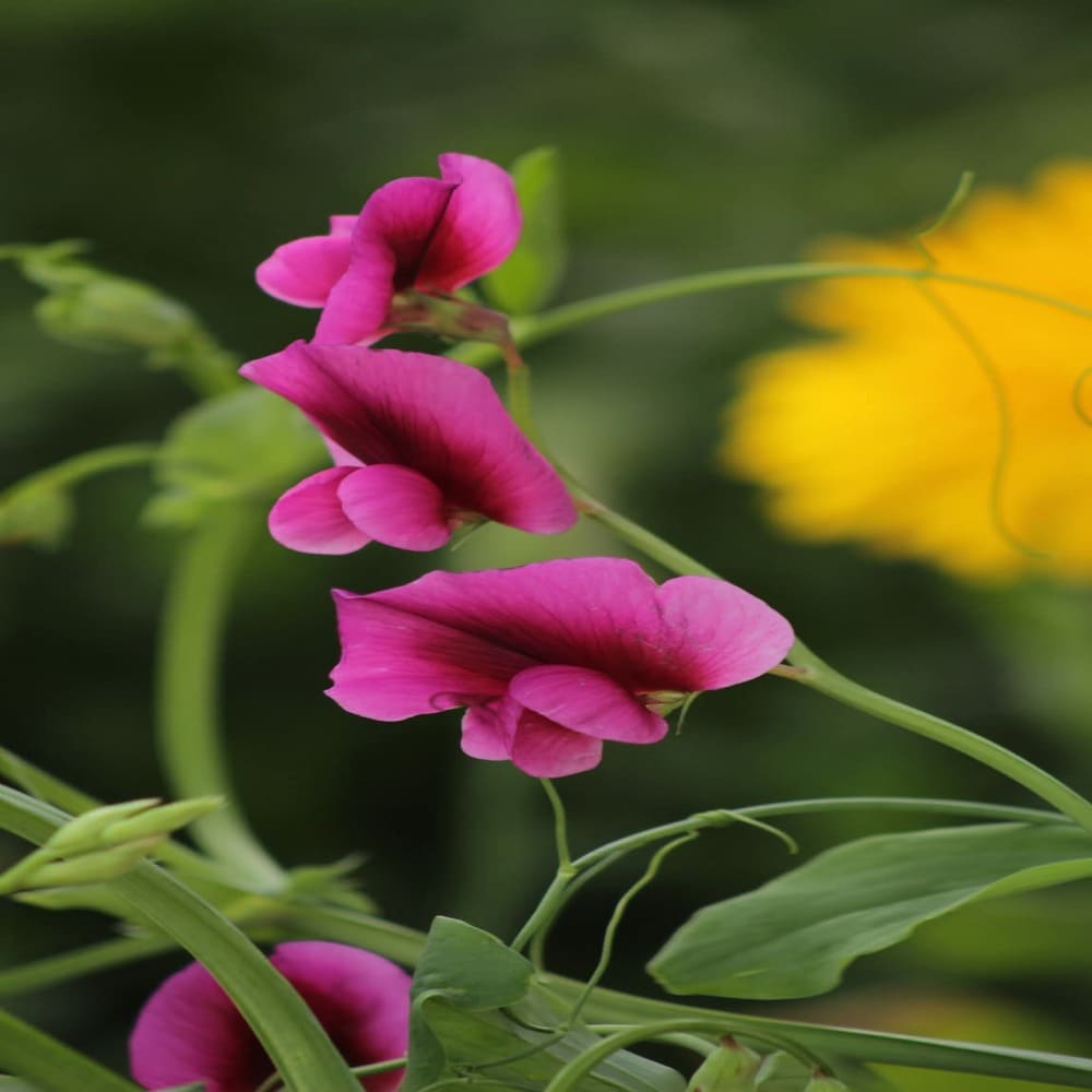 Lathyrus Tingitanus