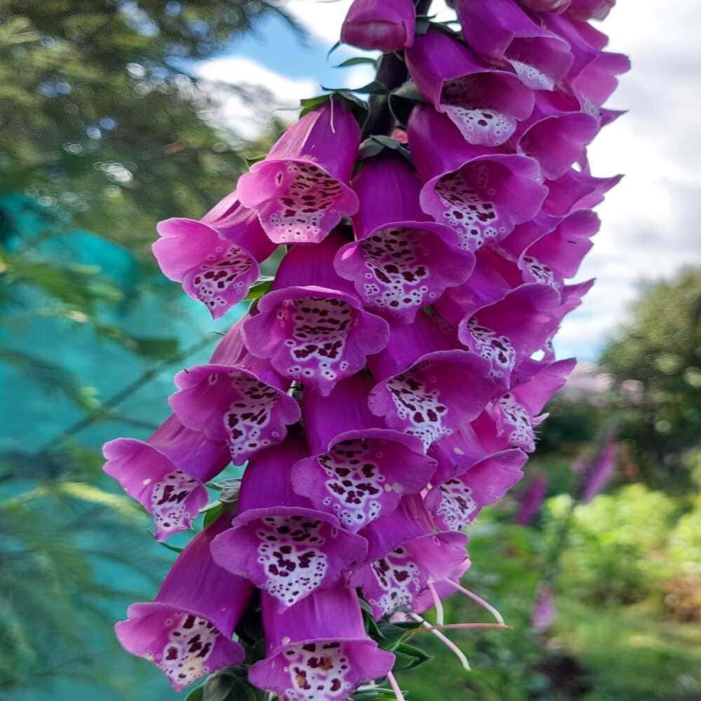 Digitalis