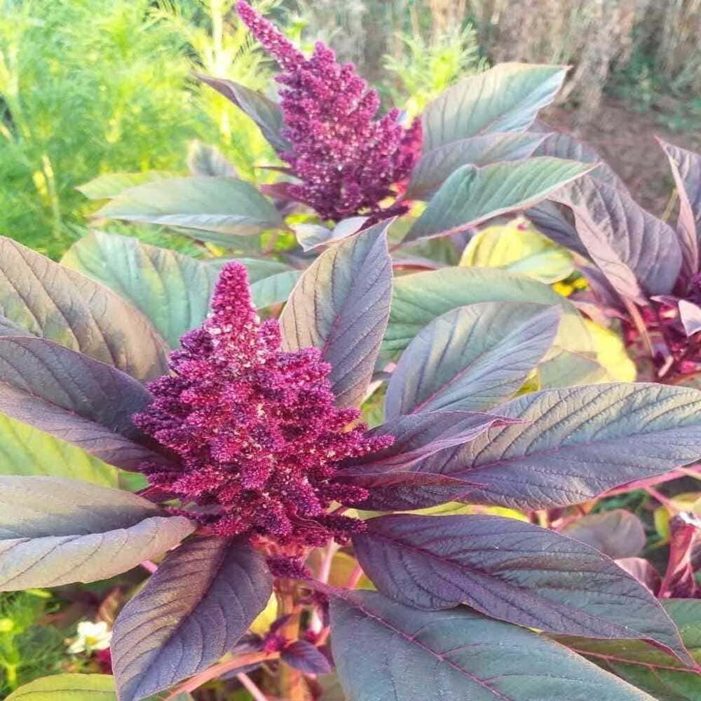 Amaranto Elephant Head